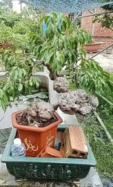 Đọc lạ bình dương nè a hàng sưu tầm nè