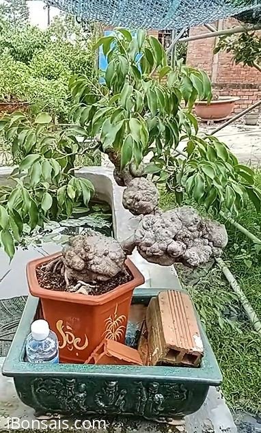 Đọc lạ bình dương nè a hàng sưu tầm nè