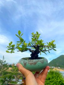 Scopolia nana tree
