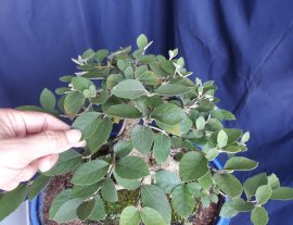 Em là Ngọc Châu Nhật...