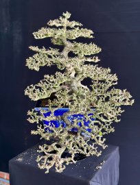 Antidesma acidum mature tree