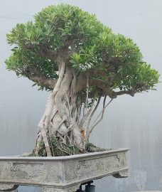 Ficus mature tree