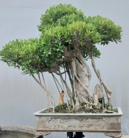 Ficus mature tree