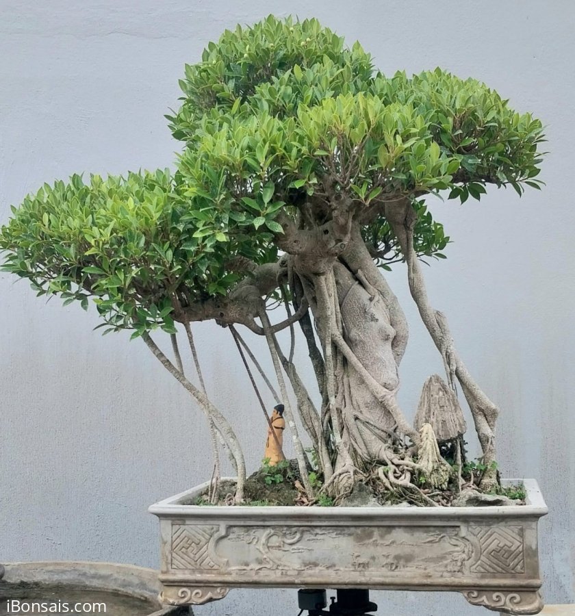 Ficus mature tree