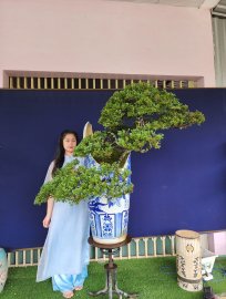 Ngọa tùng làm nét quá lâu