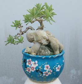 Desert rose
