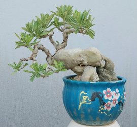 Desert rose