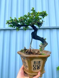 Antidesma acidum tree