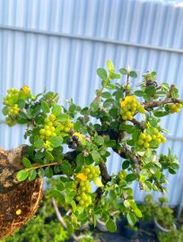 Antidesma acidum tree with fruits