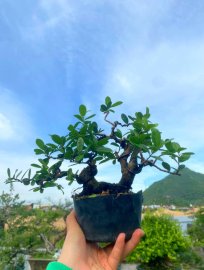 Scopolia nana tree