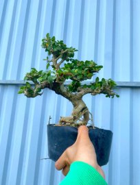 Sam núi trái già để bàn ạ