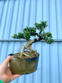 Sam núi trái già để bàn ạ