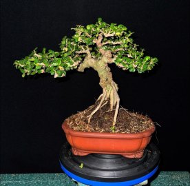 Antidesma acidum tree
