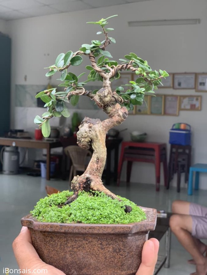 Scopolia nana mini tree