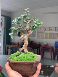 Scopolia nana mini tree
