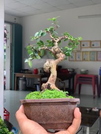 Scopolia nana mini tree