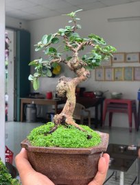 Scopolia nana mini tree