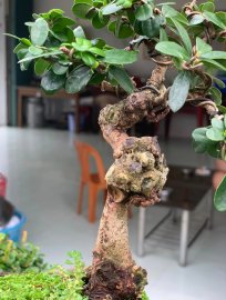 Scopolia nana mini tree