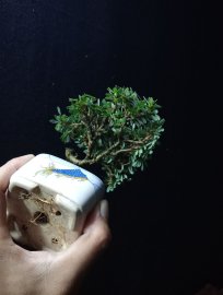Linh sam mini