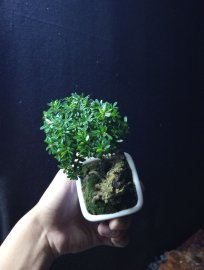 Linh sam mini