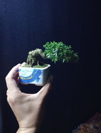 Linh sam mini