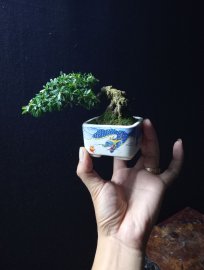 Linh sam mini