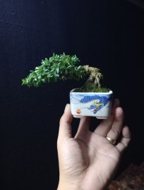 Linh sam mini
