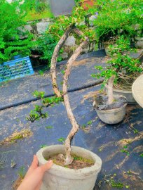 Antidesma acidum tree
