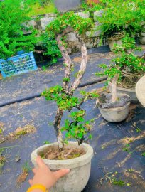 Antidesma acidum tree