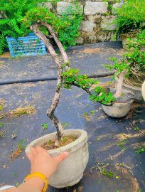 Antidesma acidum tree