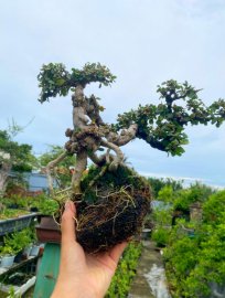 Fruit antidesma acidum