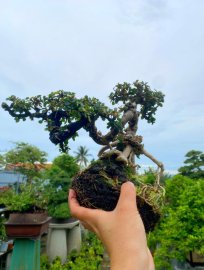 Fruit antidesma acidum