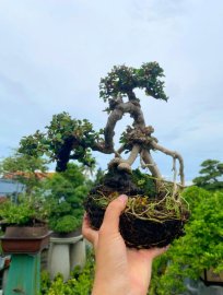 Fruit antidesma acidum