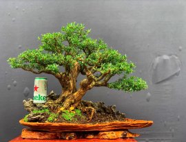 Vietnamese blue bell mini scene