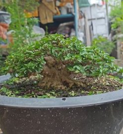 Mai chiếu thủy mini