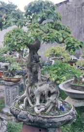 Bodhi tree