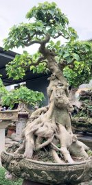 Bodhi tree