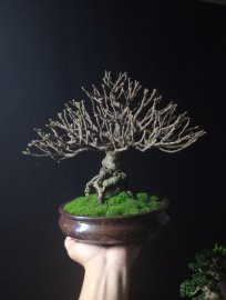 Red Ixora tree