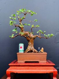 Cây Ổi