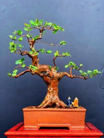 Cây Ổi