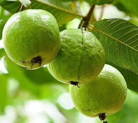 Cây Ổi