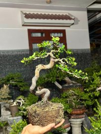 Scopolia nana tree