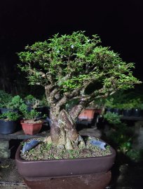 Mai chiếu thủy kim giòn...