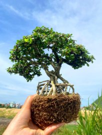 Antidesma acidum tree