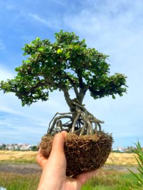 Antidesma acidum tree