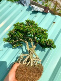 Antidesma acidum tree