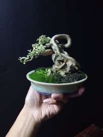 Premna mini tree