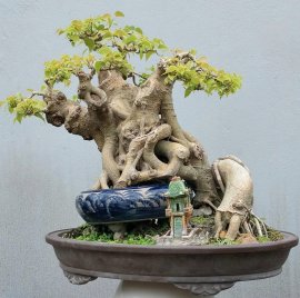 Bodhi tree