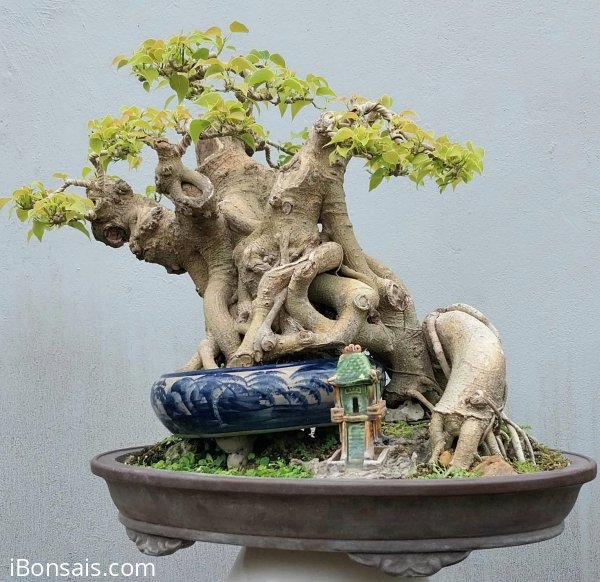 Bodhi tree
