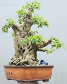 Bodhi tree